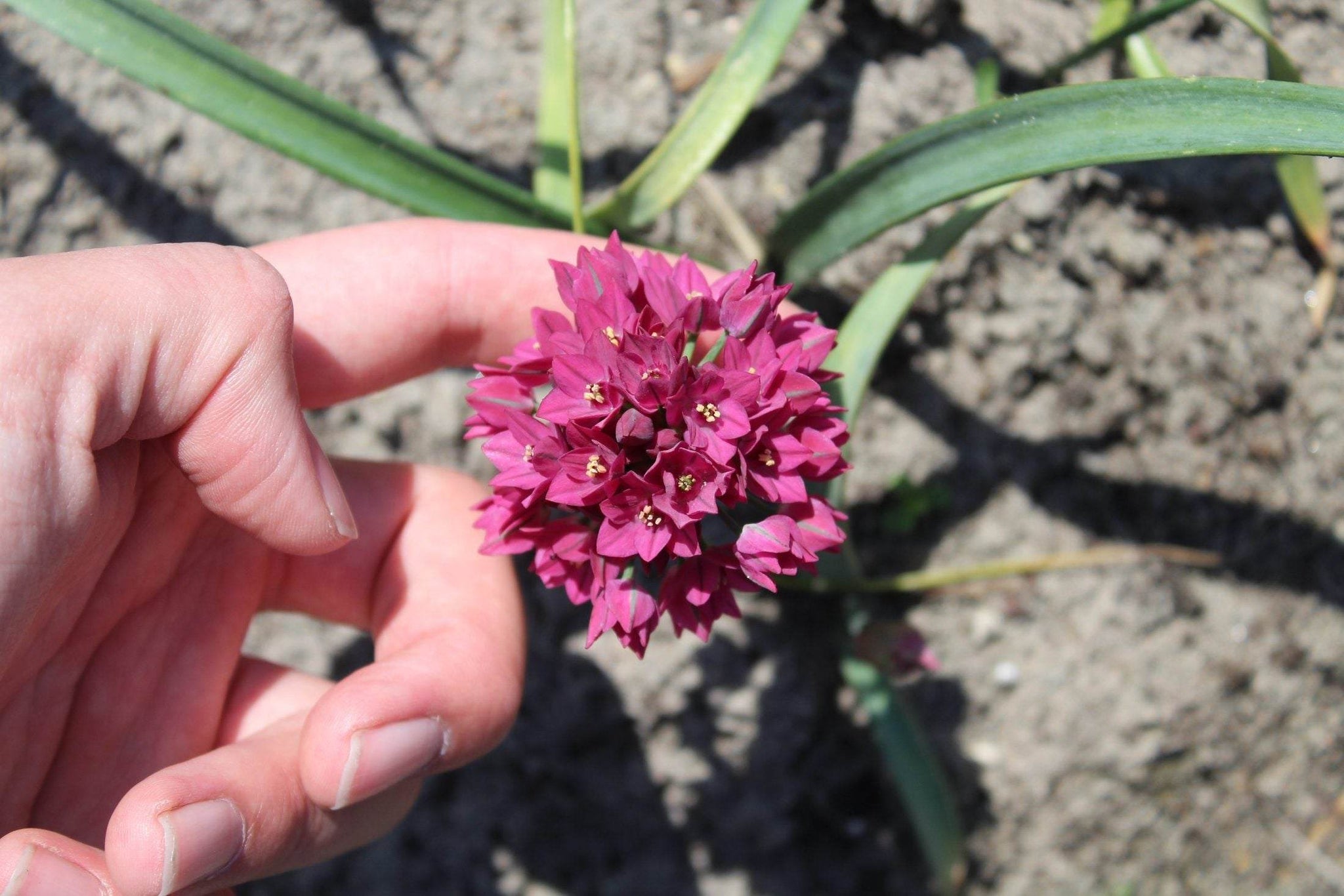 Allium oreophilum 'Baltimore'