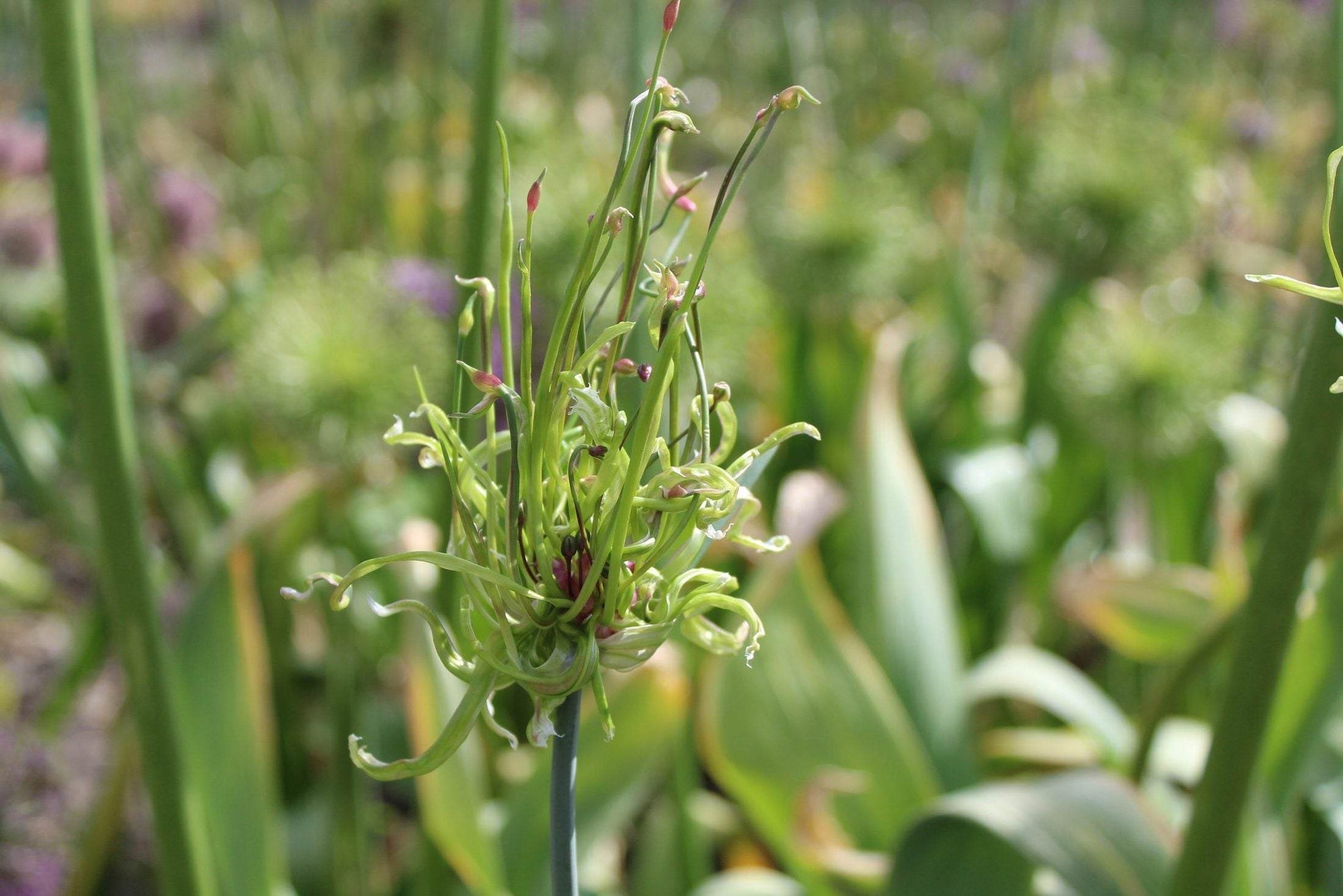 Allium scorodoprasum 'Art'
