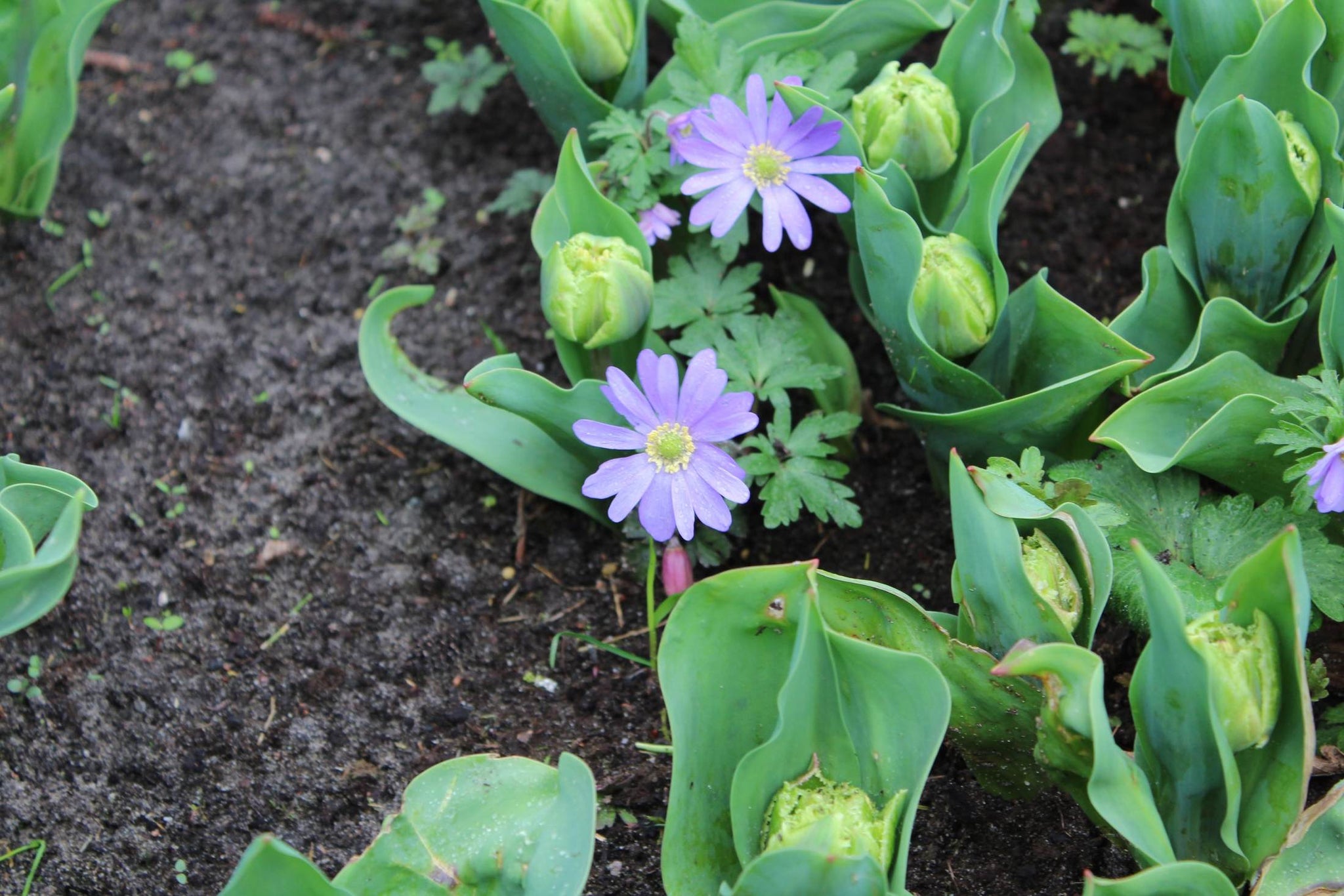 Anemone blanda 'Blue Shades'