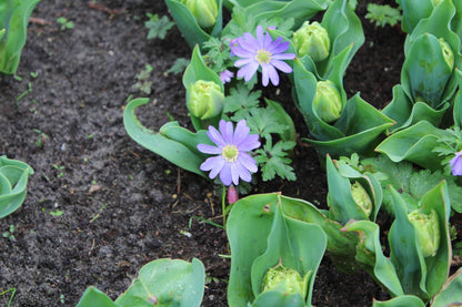 Anemone blanda 'Blue Shades'