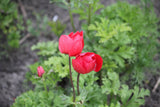 Anemone 'Hollandia'