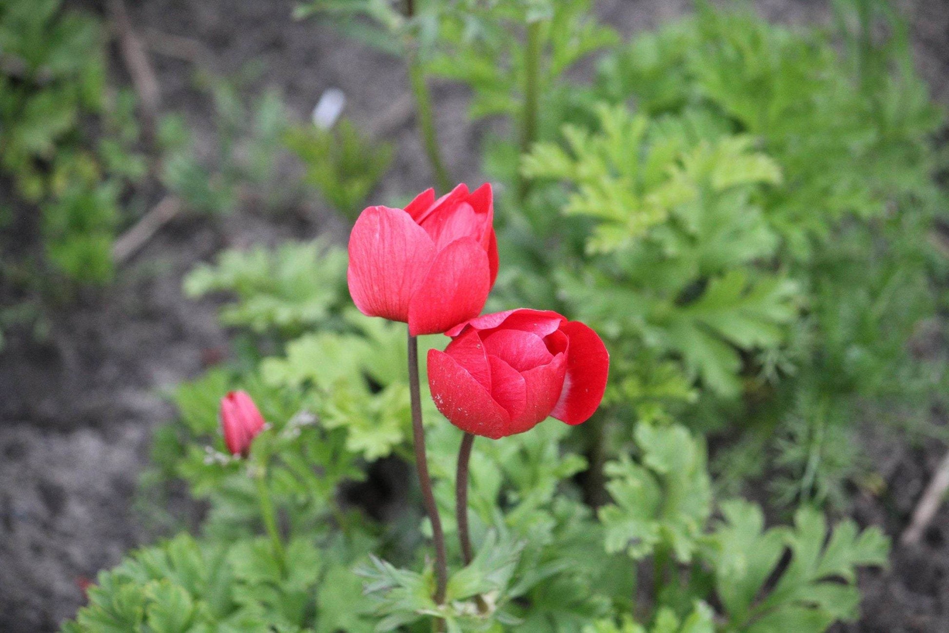 Anemone 'Hollandia'