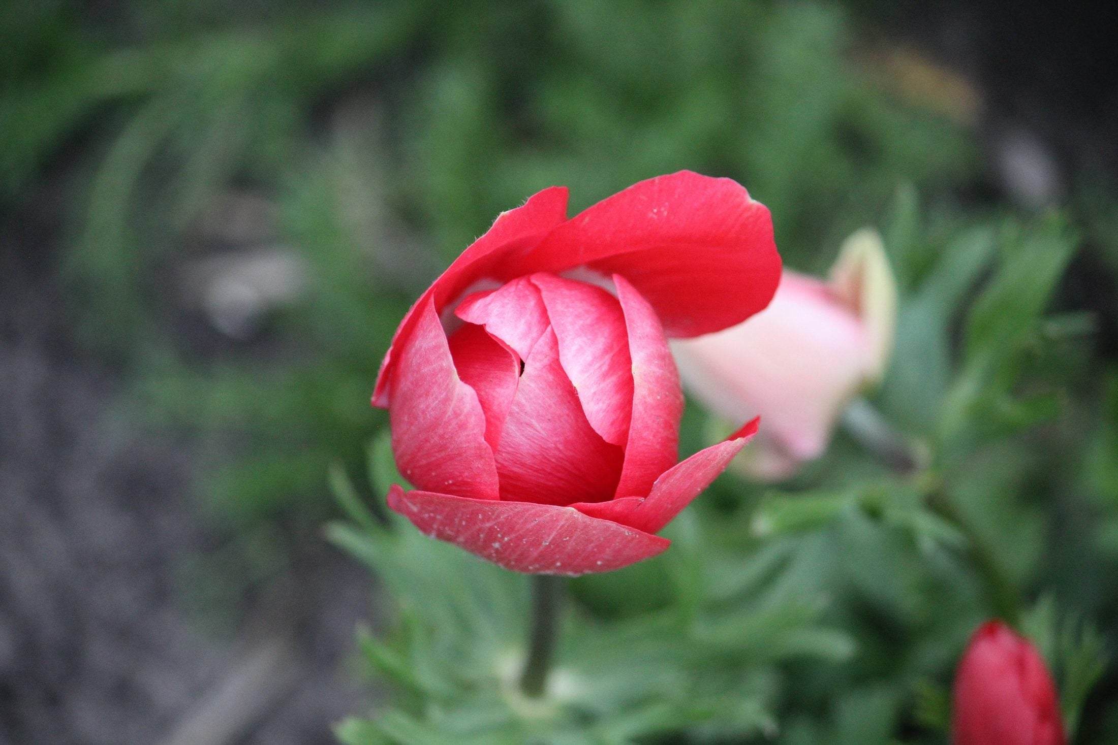 Anemone 'Hollandia'