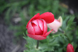 Anemone 'Hollandia'