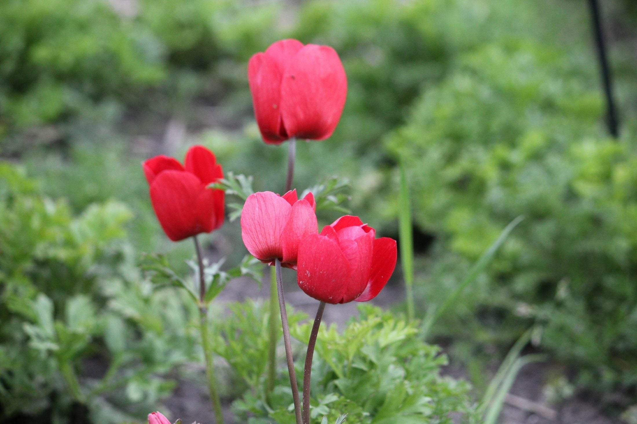 Anemone 'Hollandia'
