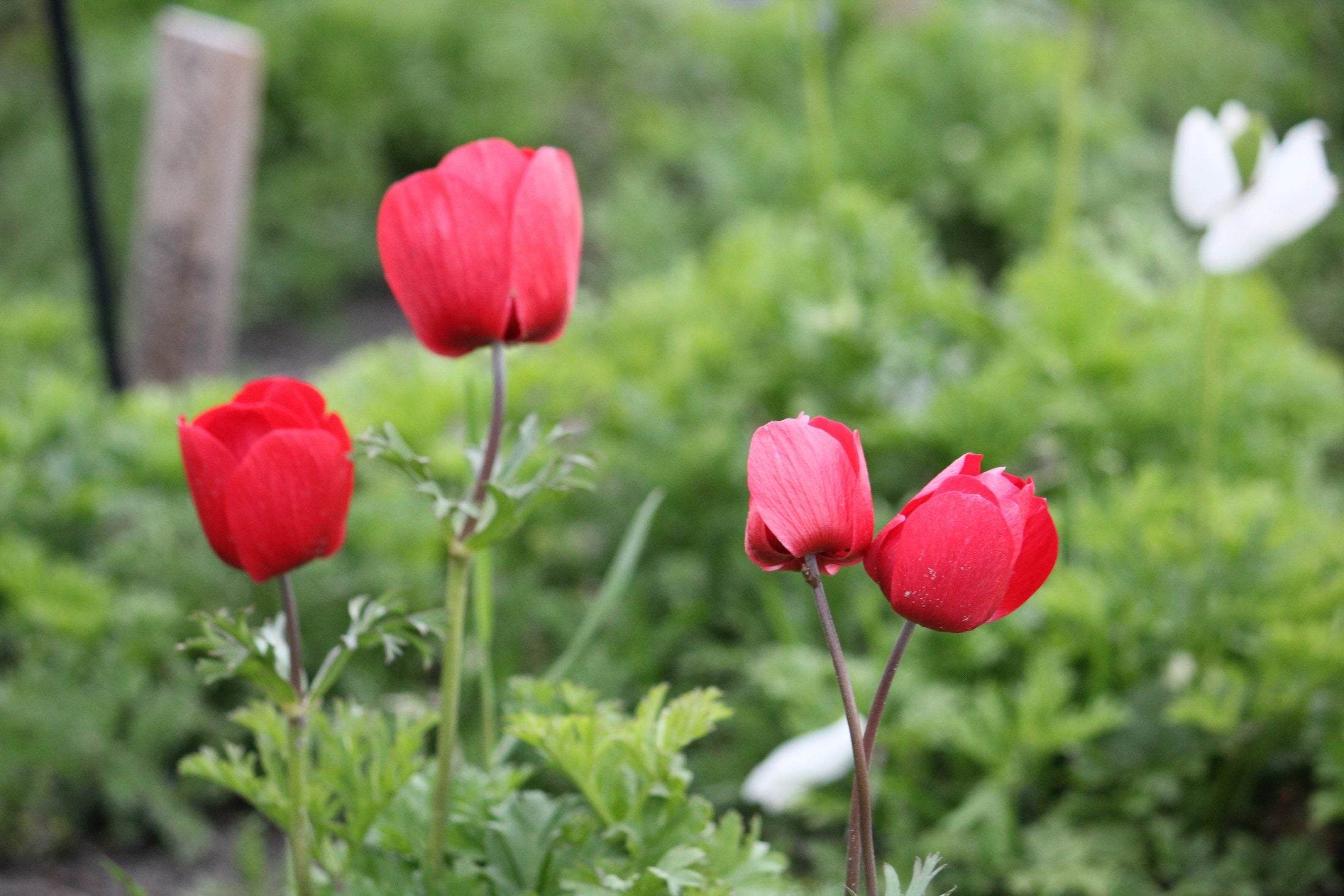 Anemone 'Hollandia'