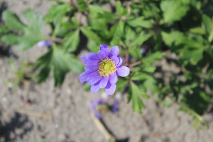 Anemone blanda 'Blue Shades'