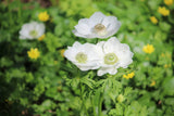 Anemone coronaria 'Bride'