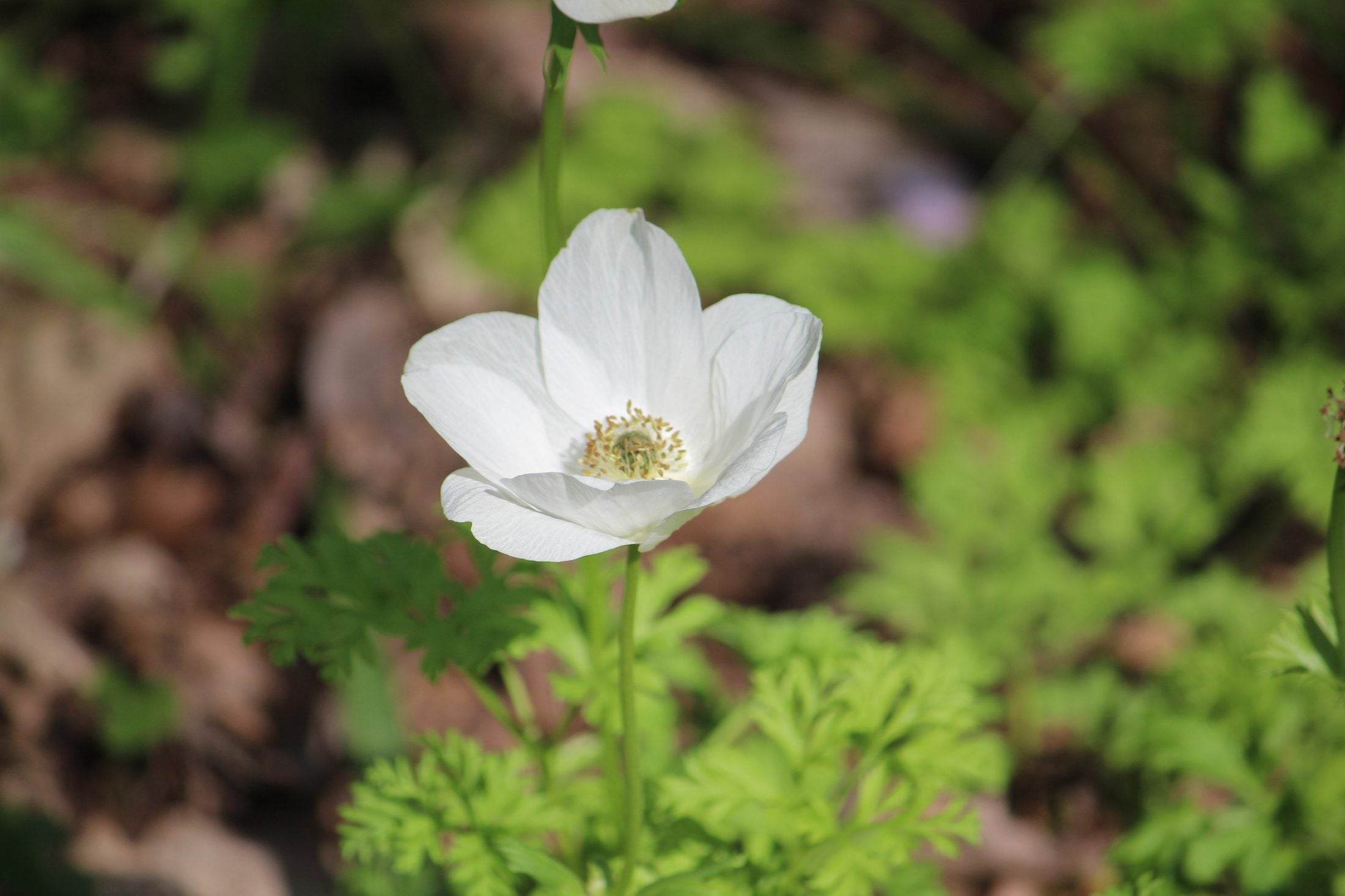 Anemone coronaria 'Bride'