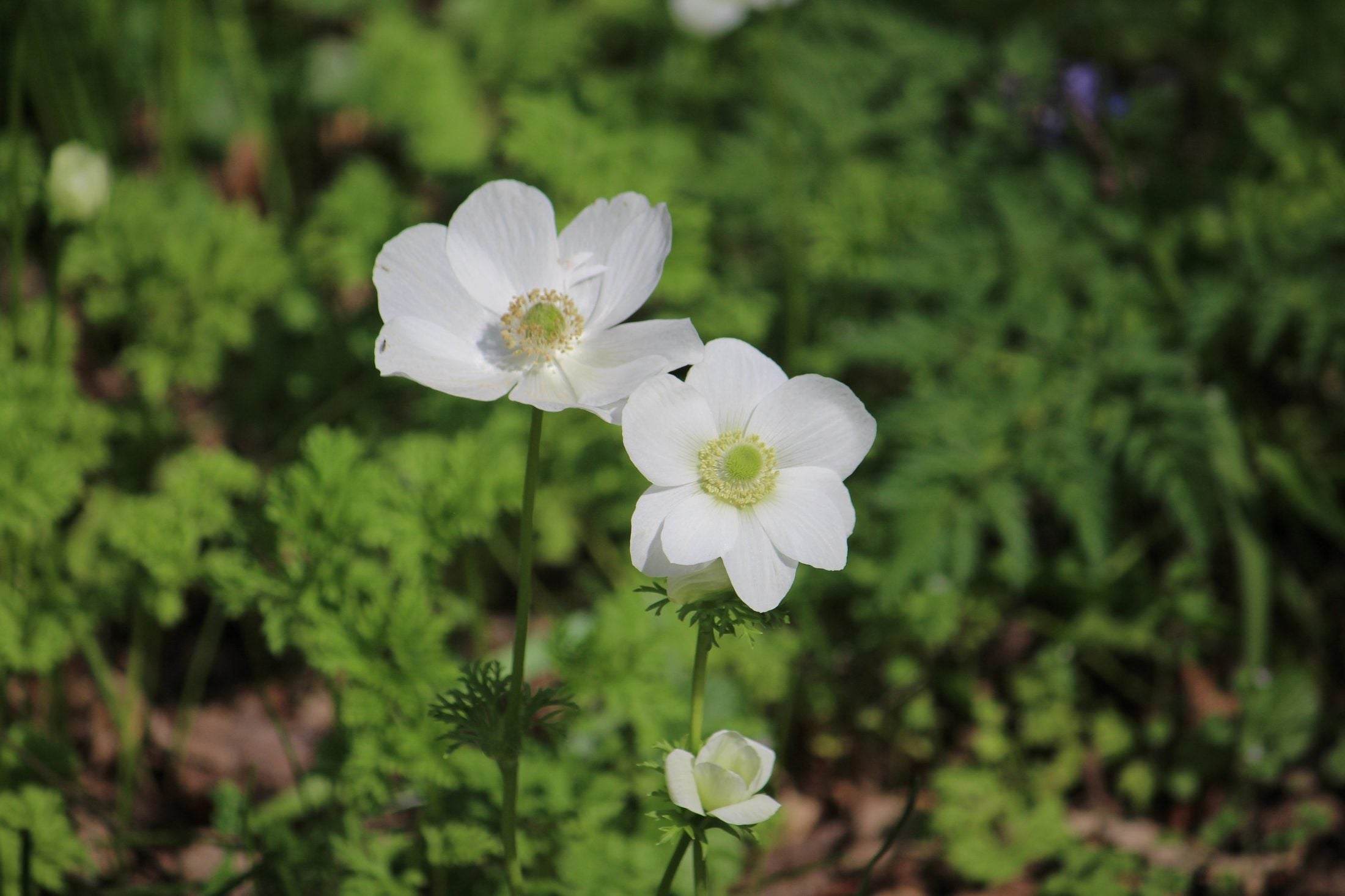 Anemone coronaria 'Bride'