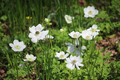 Anemone coronaria 'Bride'