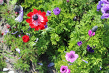 Anemone coronaria 'De Caen' mix