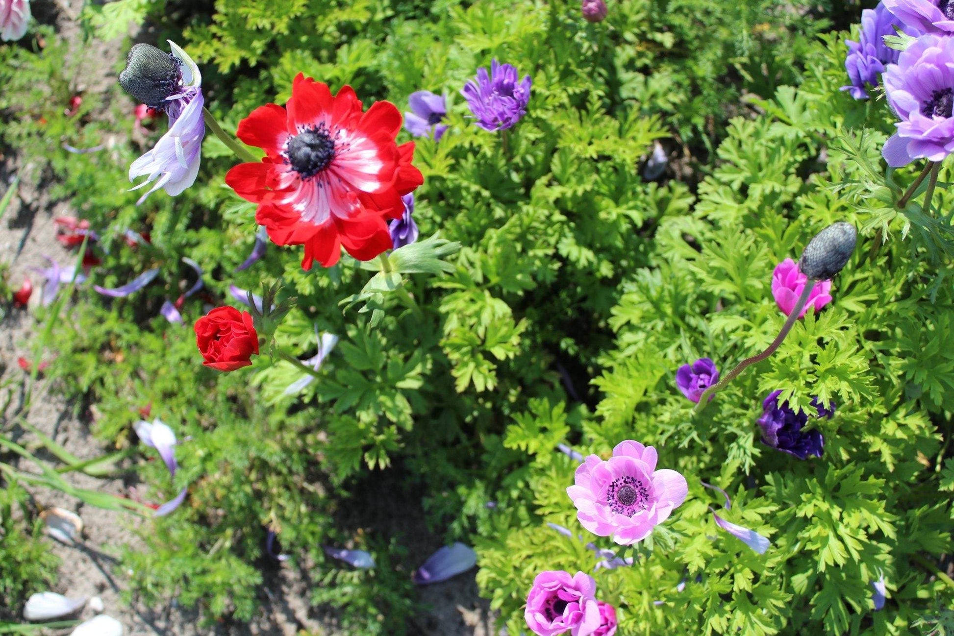 Anemone coronaria 'De Caen' mix