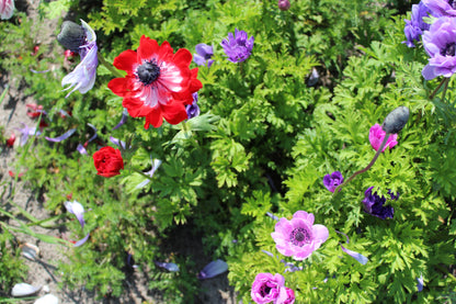 Anemone Collection mix 25