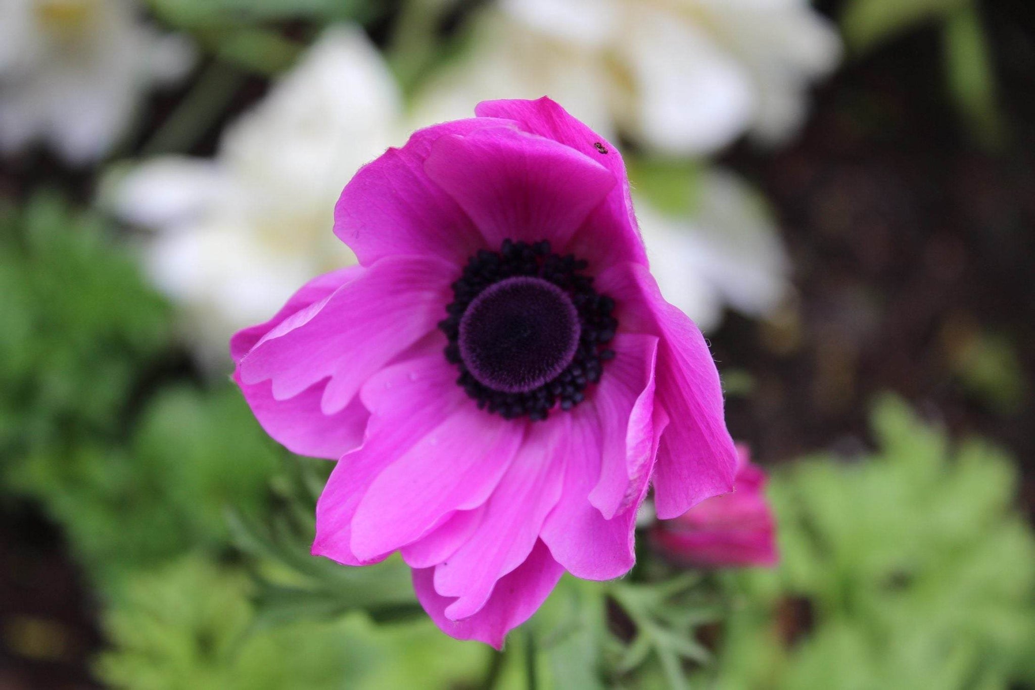 Anemone coronaria 'Sylphide'