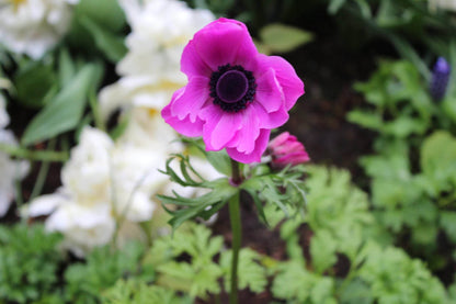 Anemone coronaria 'Sylphide'