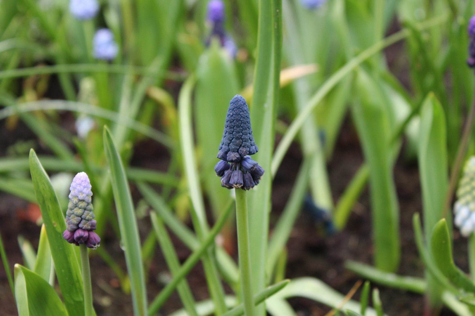 Muscari bellevalia pycnantha