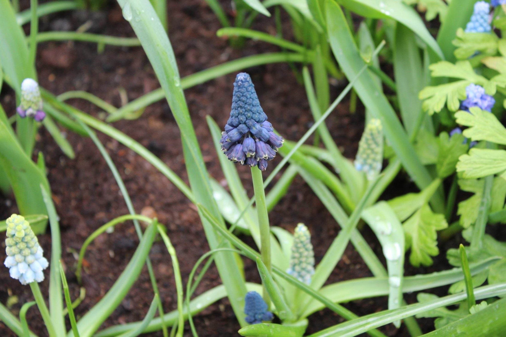 Muscari bellevalia pycnantha
