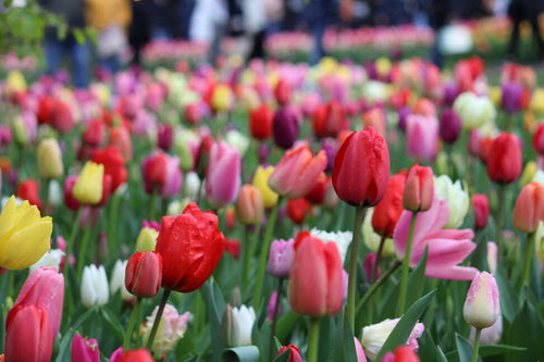 Tulipa collection Darwin Mixed