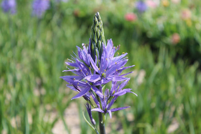 Camassia 'Blue Candle'
