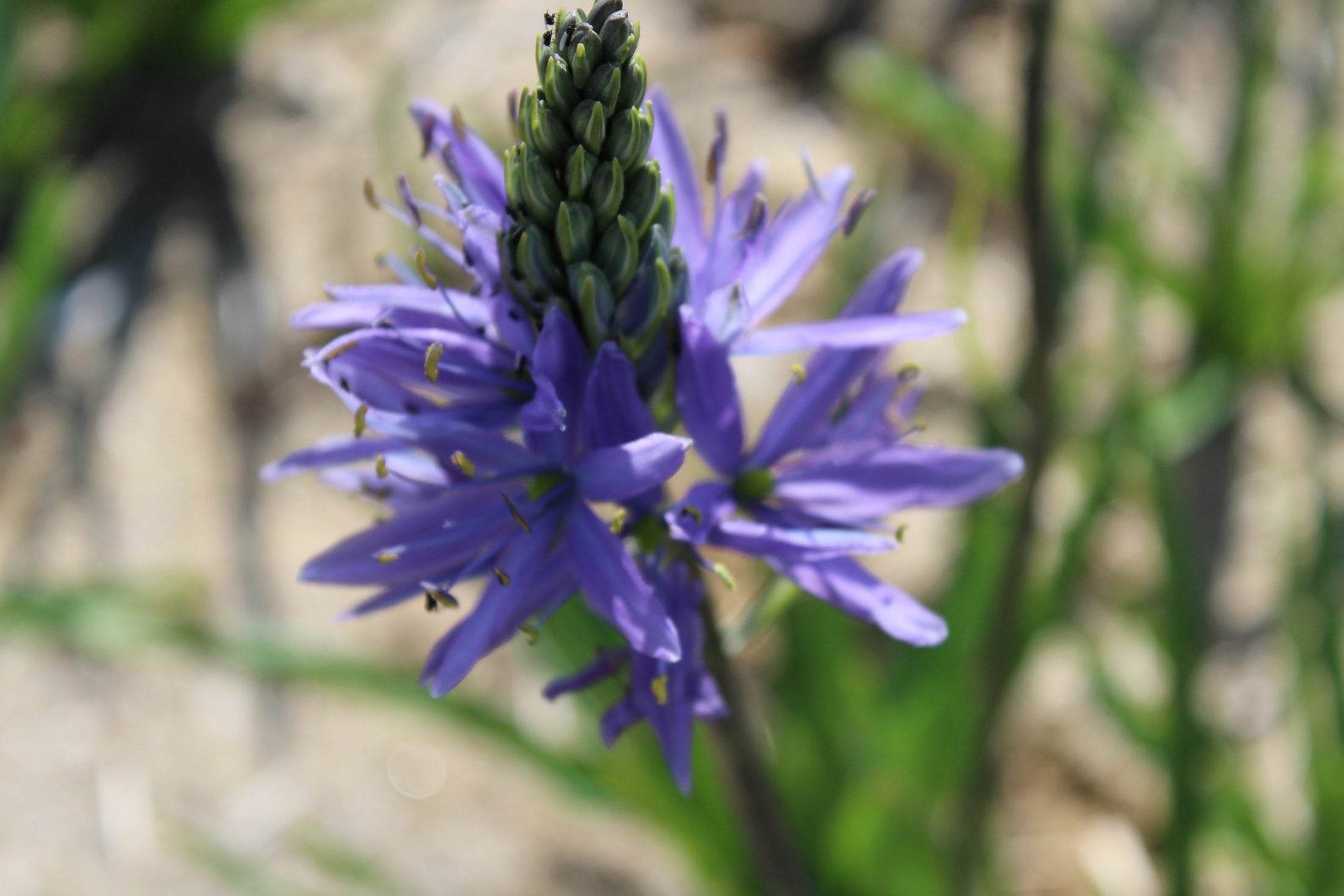 Camassia 'Blue Candle'