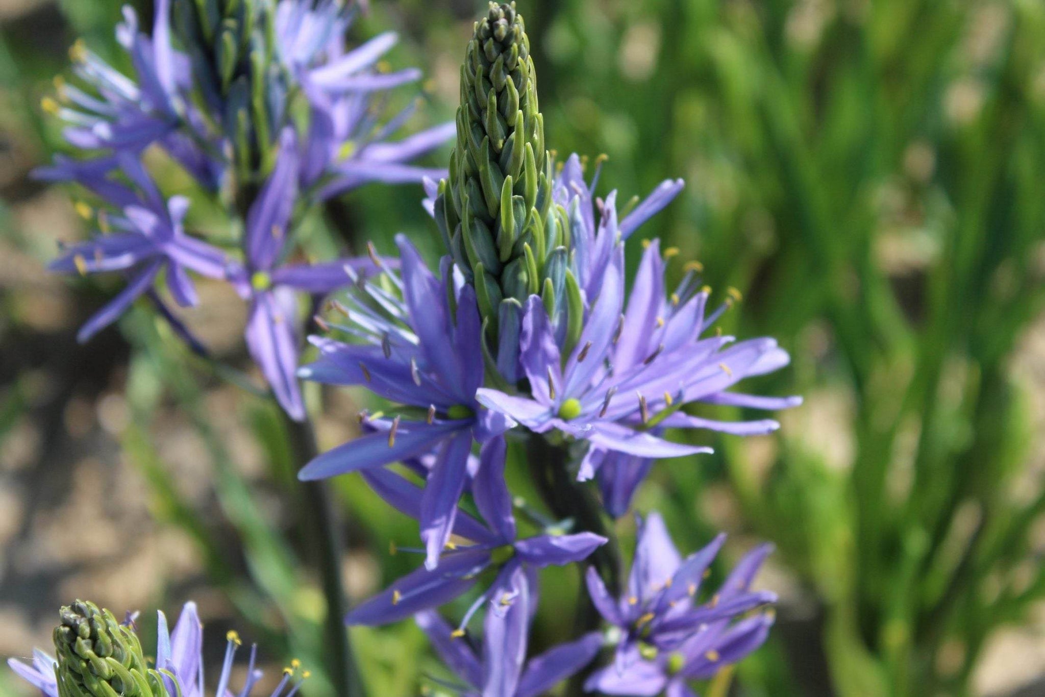 Camassia 'Blue Candle'