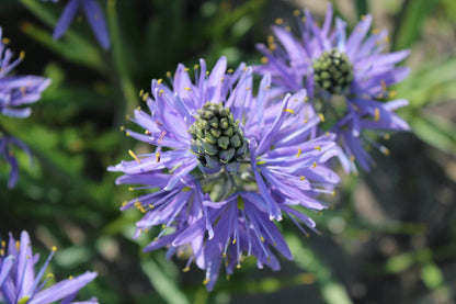 Camassia leichtlinii 'Caerulea'