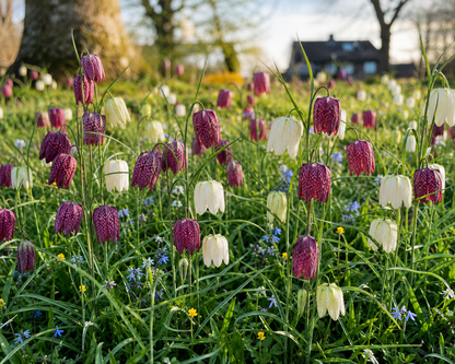 Fritillaria 'Meleagris Collection'