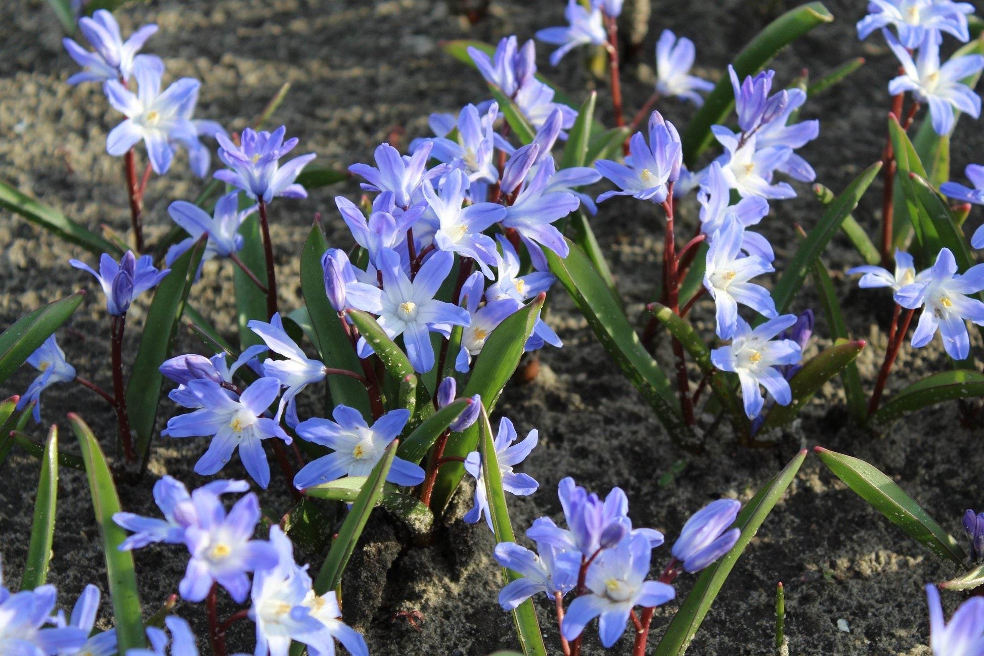 Chionodoxa 'forbesii'