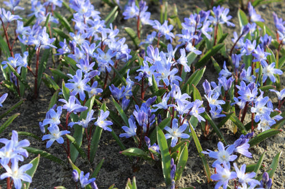 Chionodoxa 'forbesii'
