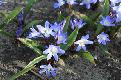 Chionodoxa 'forbesii'