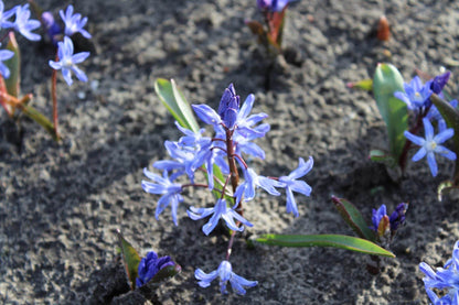 Chionodoxa 'forbesii'