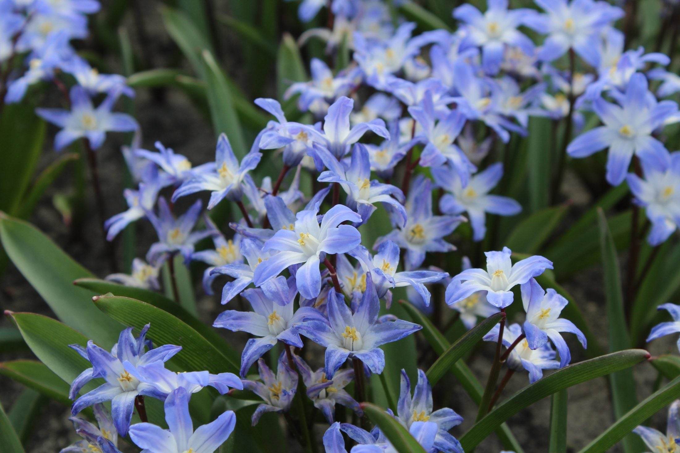 Chionodoxa forbesii 'Blue Giant'