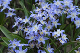 Chionodoxa forbesii 'Blue Giant'