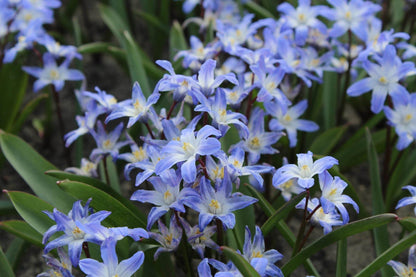 Chionodoxa forbesii 'Blue Giant'