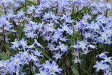 Chionodoxa forbesii 'Blue Giant'