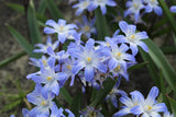Chionodoxa forbesii 'Blue Giant'