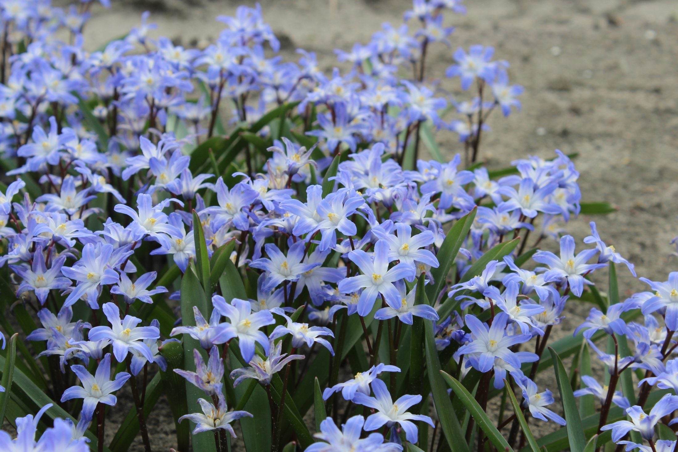 Chionodoxa forbesii 'Blue Giant'