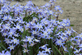 Chionodoxa forbesii 'Blue Giant'