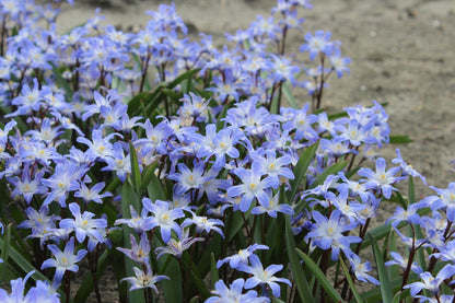 Chionodoxa forbesii 'Blue Giant'