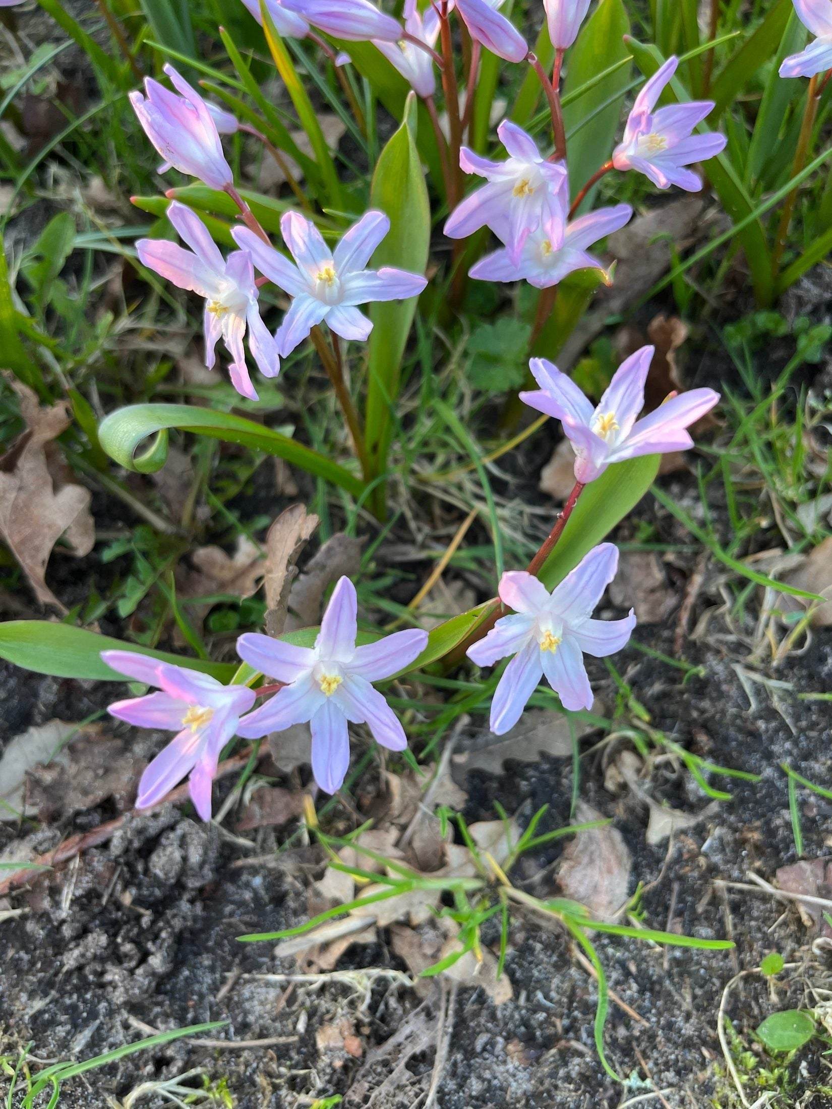 Chionodoxa forbesii 'Pink Giant'