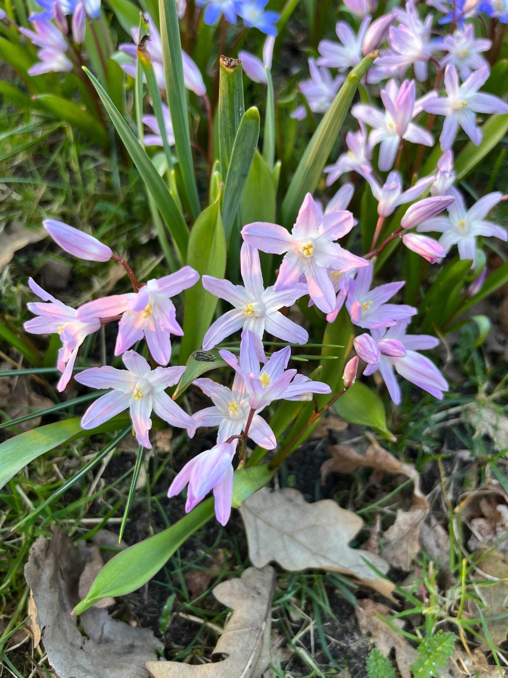 Chionodoxa forbesii 'Pink Giant'