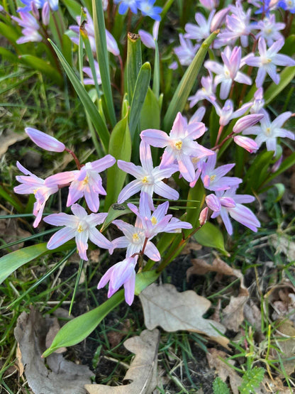 Chionodoxa forbesii 'Pink Giant'