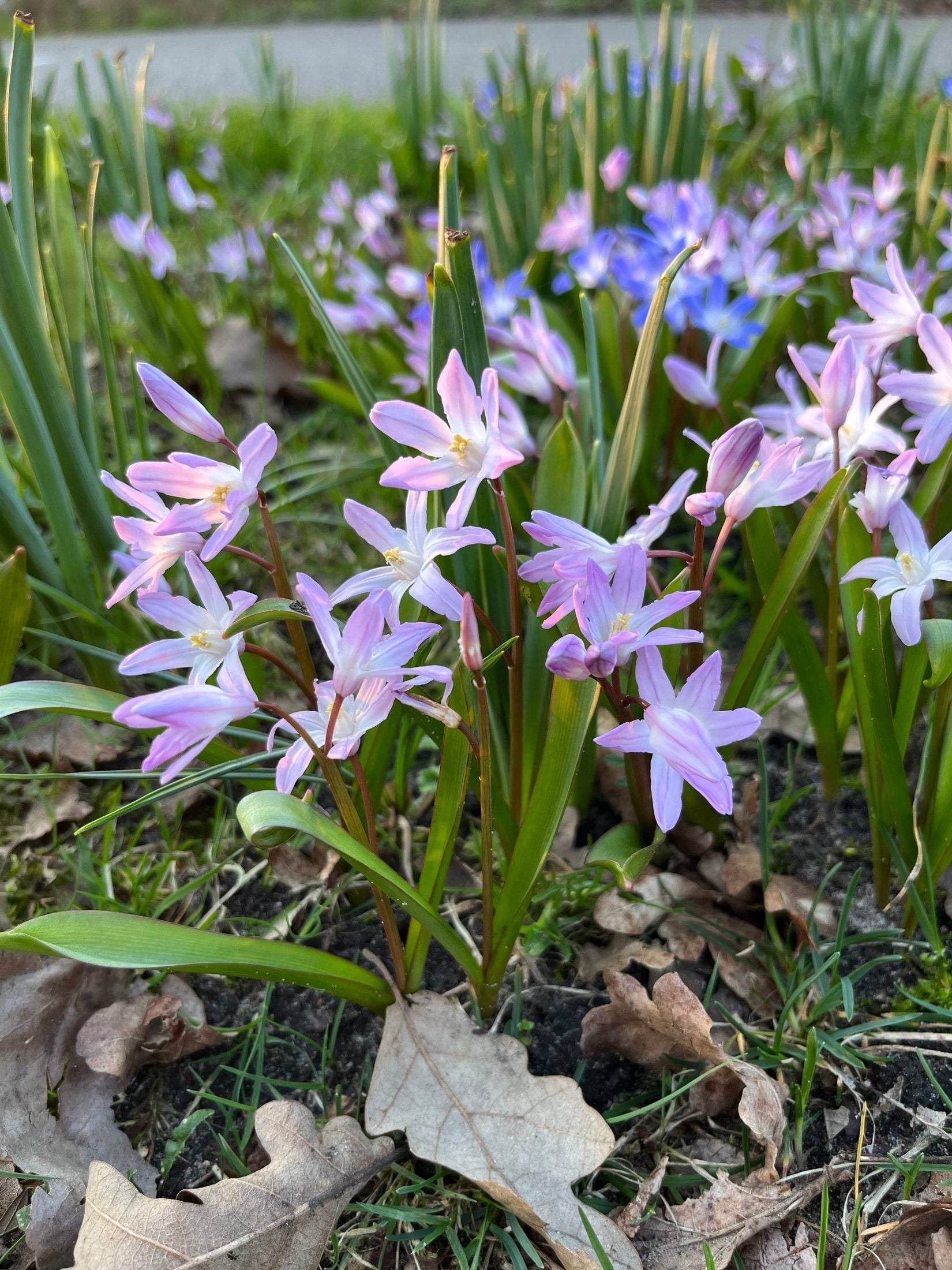 Chionodoxa forbesii 'Pink Giant'