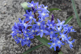 Chionodoxa sardensis