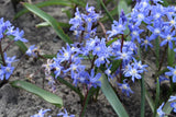 Chionodoxa sardensis
