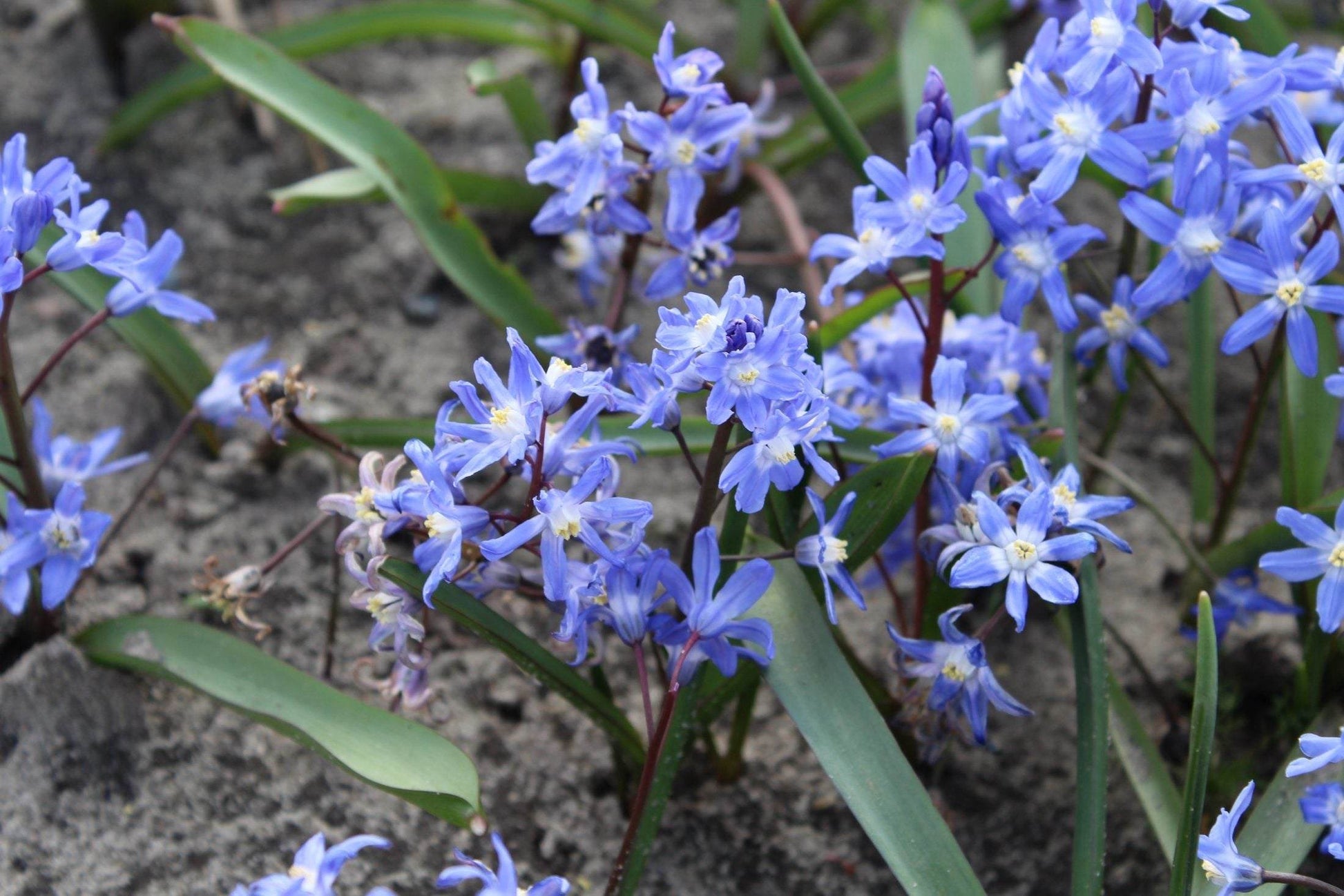 Chionodoxa sardensis
