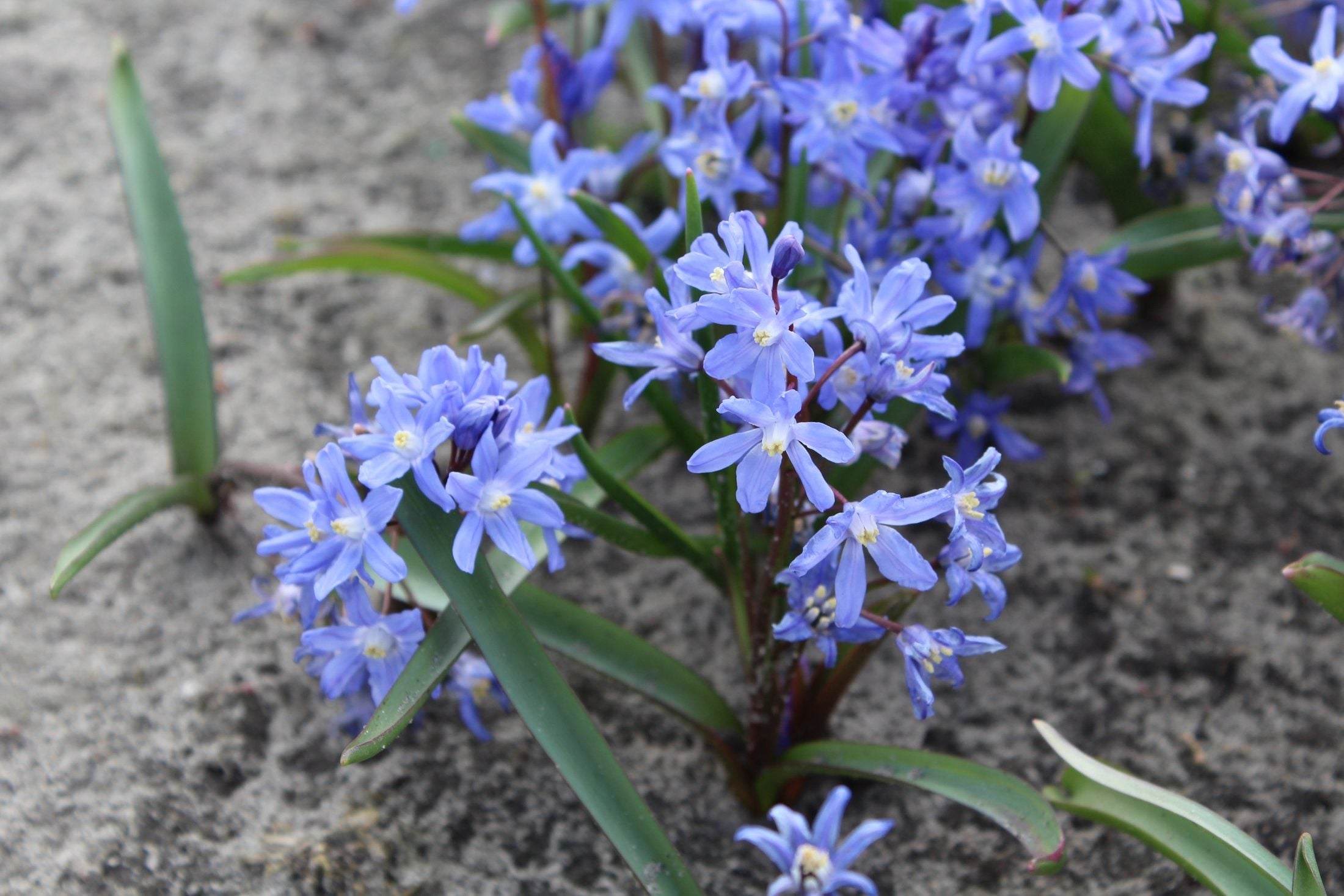 Chionodoxa sardensis