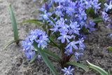 Chionodoxa sardensis