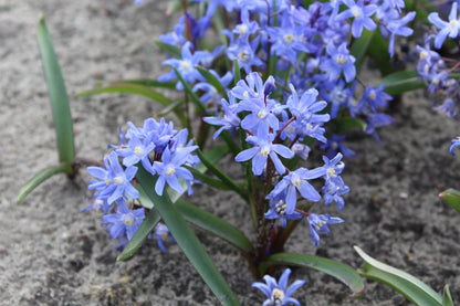 Chionodoxa sardensis